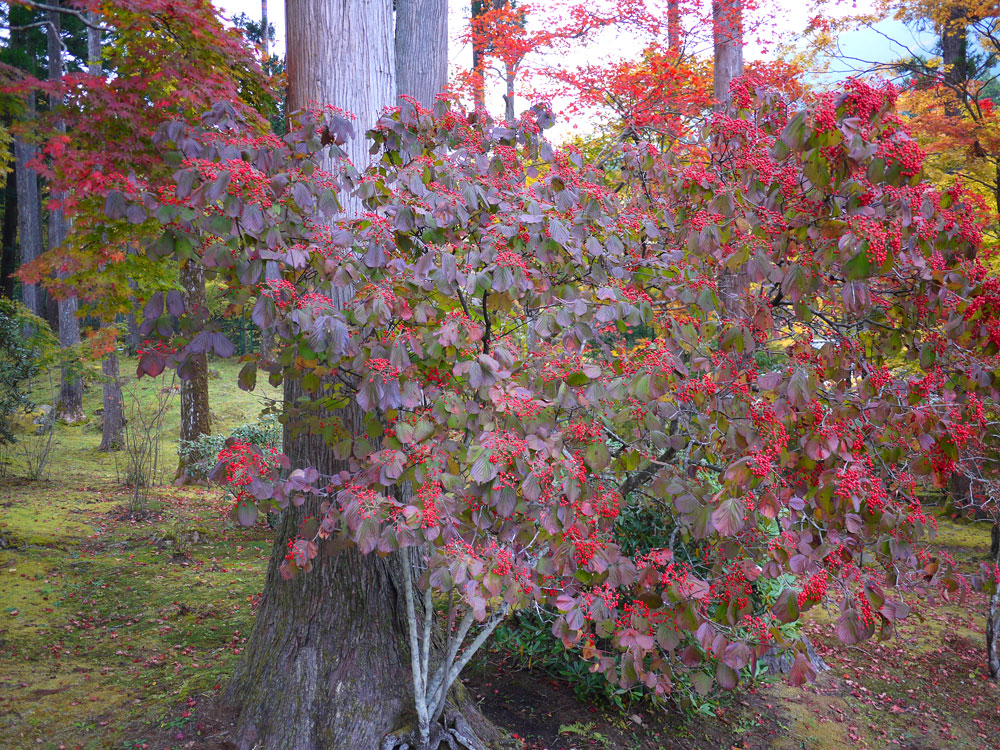 f:id:pitfall1:20141103172946j:image:w300 f:id:pitfall1:20141103172946j:image:w300