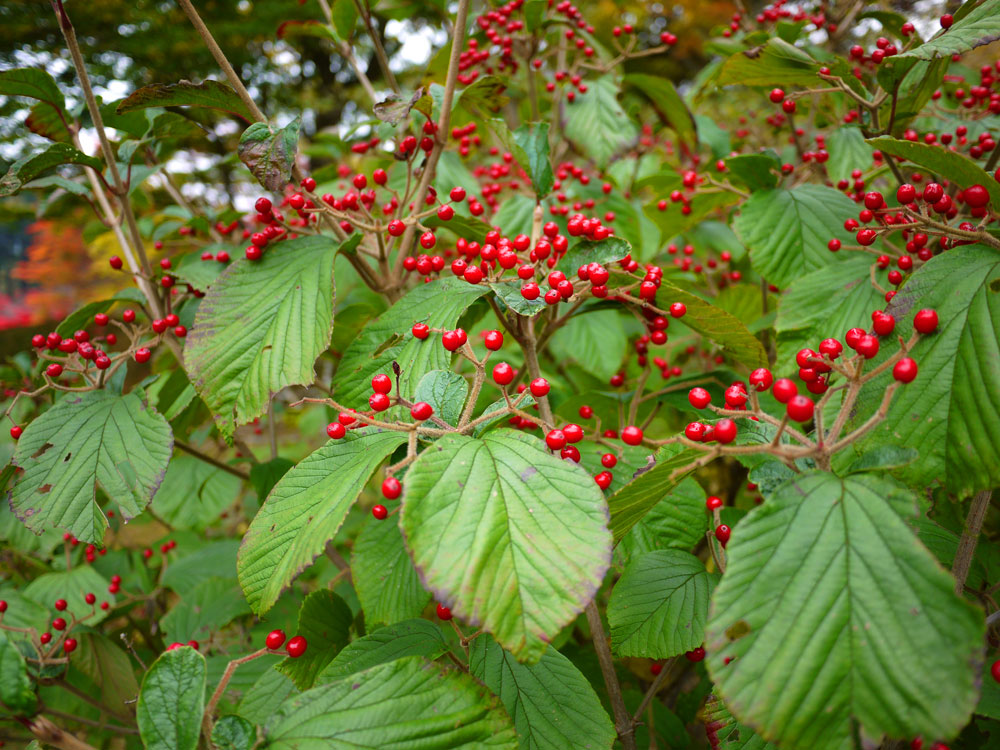 f:id:pitfall1:20141103172948j:image:w300 f:id:pitfall1:20141103172948j:image:w300