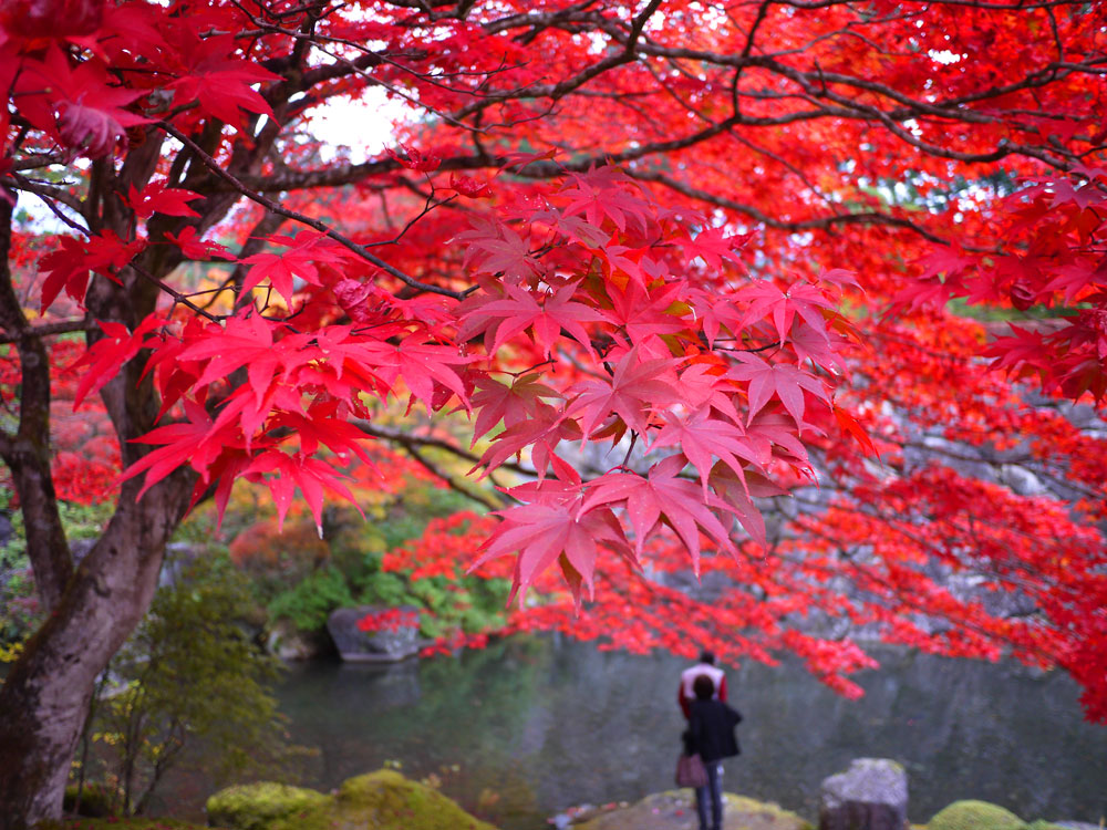 f:id:pitfall1:20141103172957j:image:w300 f:id:pitfall1:20141103172957j:image:w300