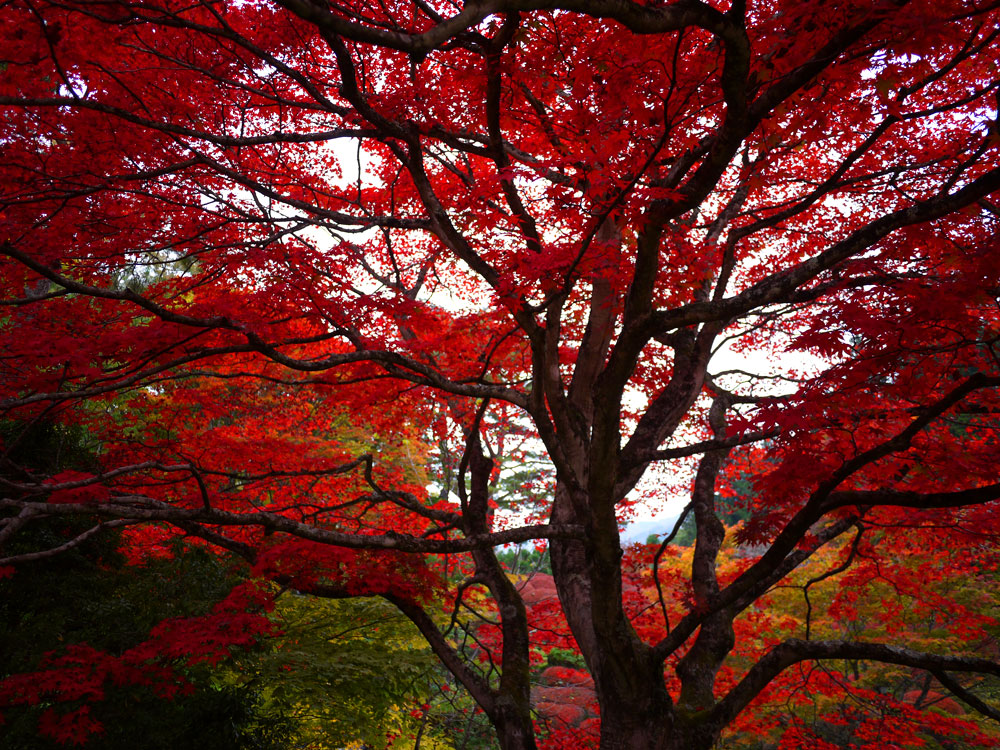 f:id:pitfall1:20141103172958j:image:w300 f:id:pitfall1:20141103172958j:image:w300