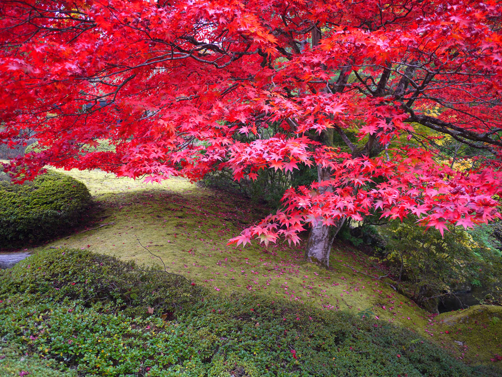 f:id:pitfall1:20141103173003j:image:w300 f:id:pitfall1:20141103173003j:image:w300