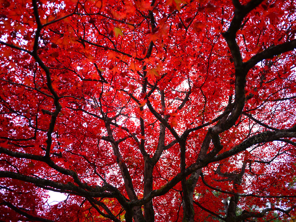 f:id:pitfall1:20141103173008j:image:w300 f:id:pitfall1:20141103173008j:image:w300