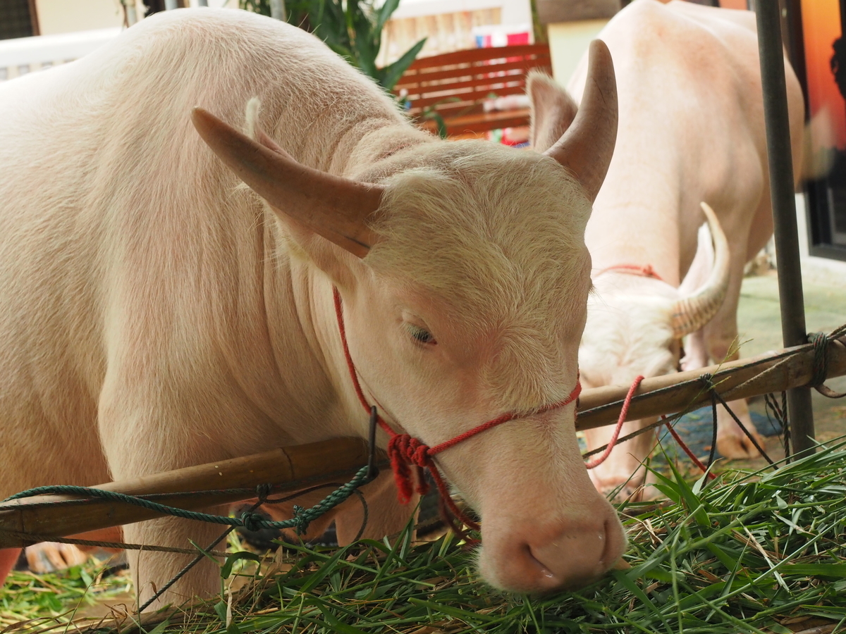 f:id:pitotabi:20190531144406j:plain