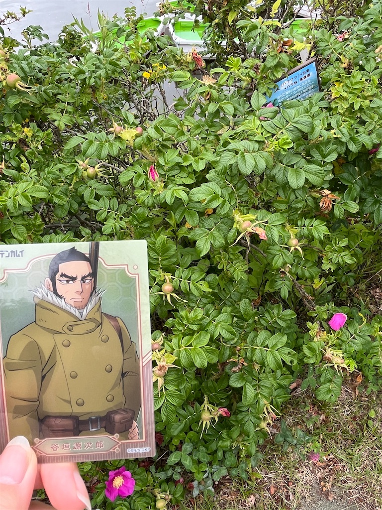 f:id:pitotsuki:20260626213123j:image f:id:pitotsuki:20260626213123j:image