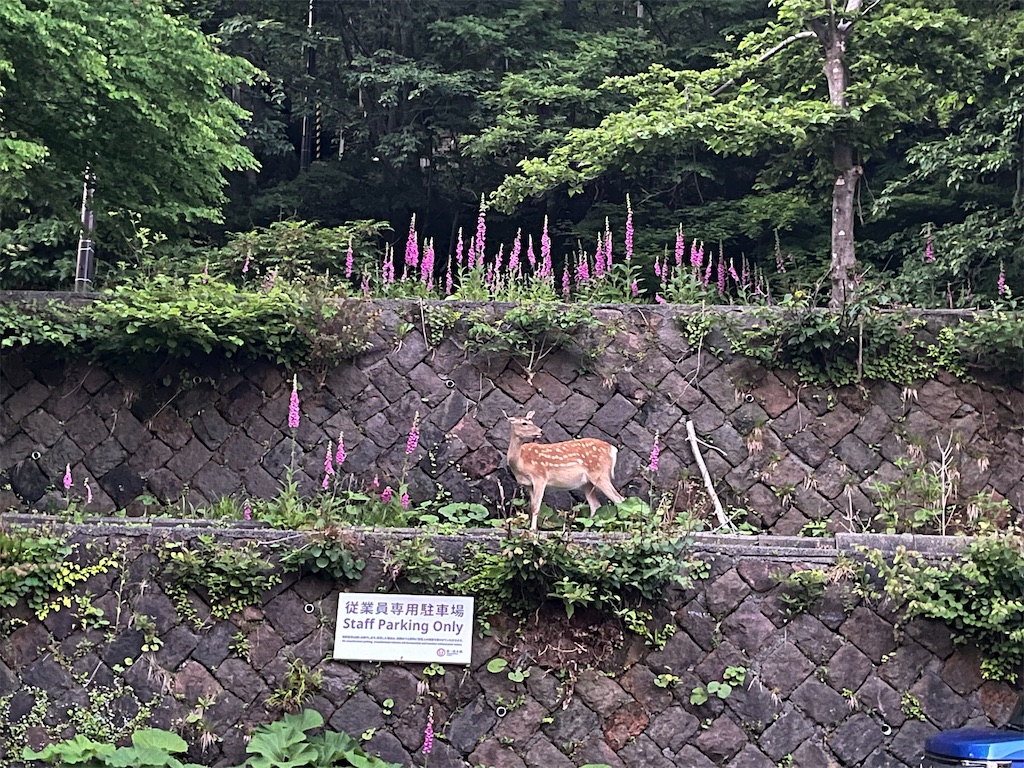 f:id:pitotsuki:20260627221132j:image f:id:pitotsuki:20260627221132j:image