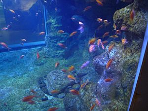 f:id:pixy666h:20120724215312j:image