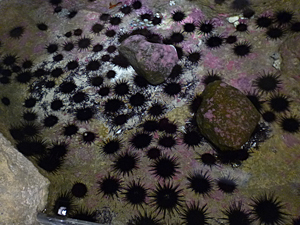 f:id:pixy666h:20120724215313j:image