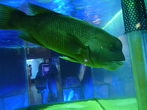 f:id:pixy666h:20120724215316j:image