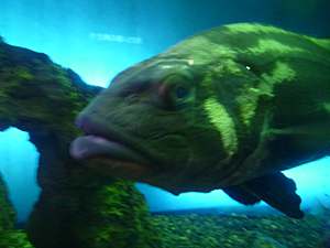 f:id:pixy666h:20120724215320j:image