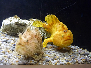 f:id:pixy666h:20120724215322j:image