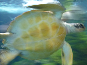 f:id:pixy666h:20120724215324j:image