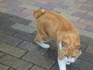 f:id:pixy666h:20120724215335j:image
