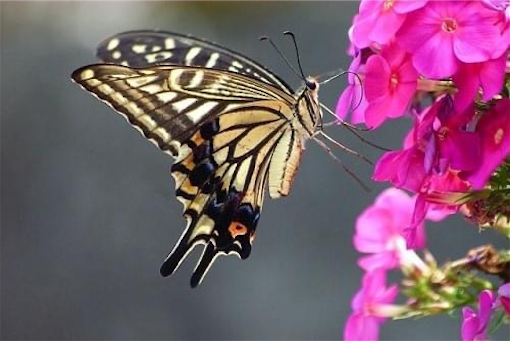 f:id:pixyara:20200712094540j:image f:id:pixyara:20200712094540j:image
