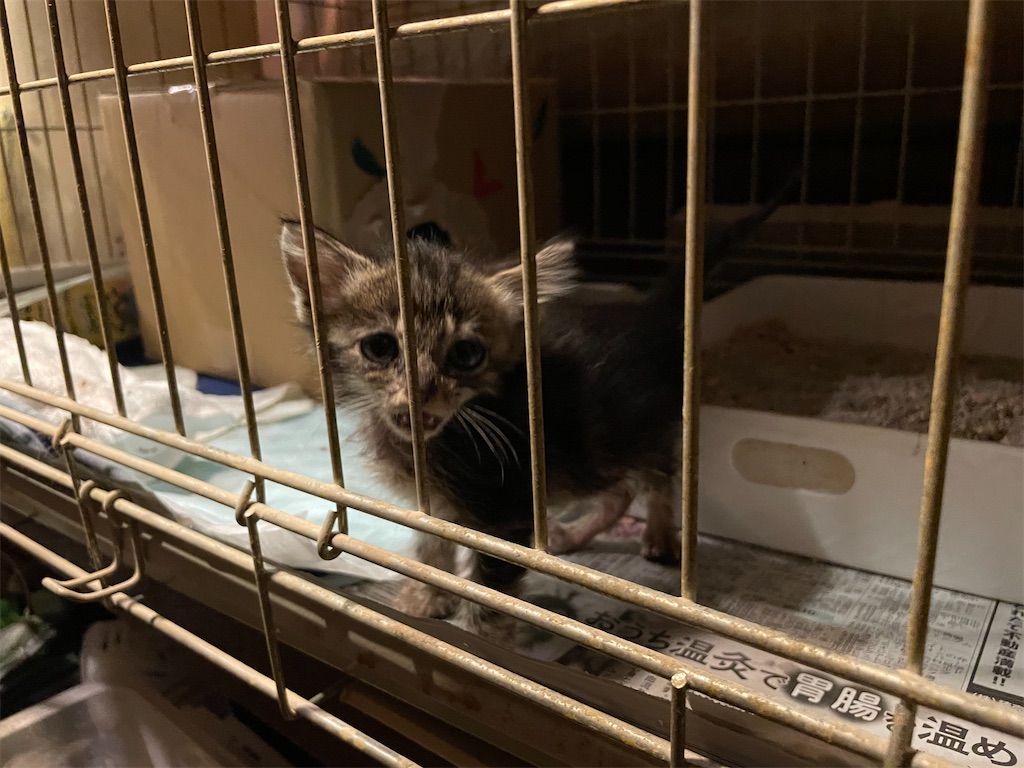 f:id:piyo-emon:20250921102758j:image f:id:piyo-emon:20250921102758j:image