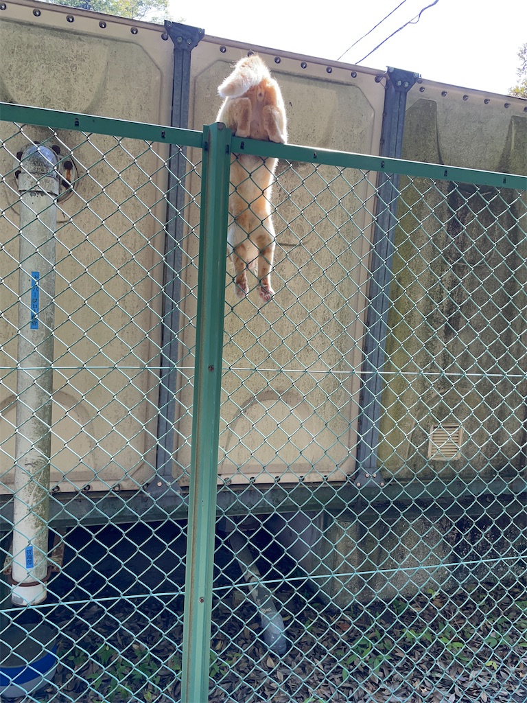 f:id:piyo-emon:20250923131729j:image