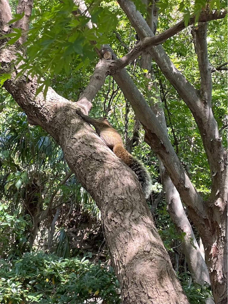 f:id:piyo-emon:20250923132340j:image