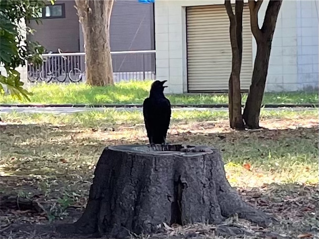 f:id:piyo-emon:20250925203429j:image