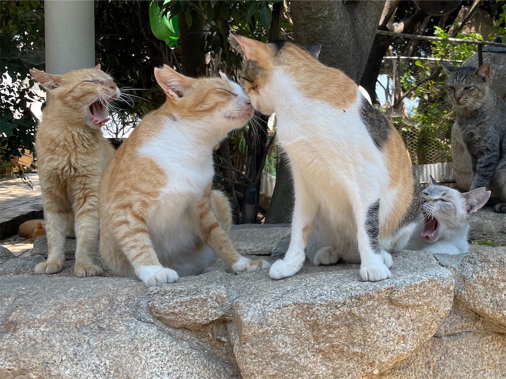 f:id:piyo-emon:20250926235840j:image