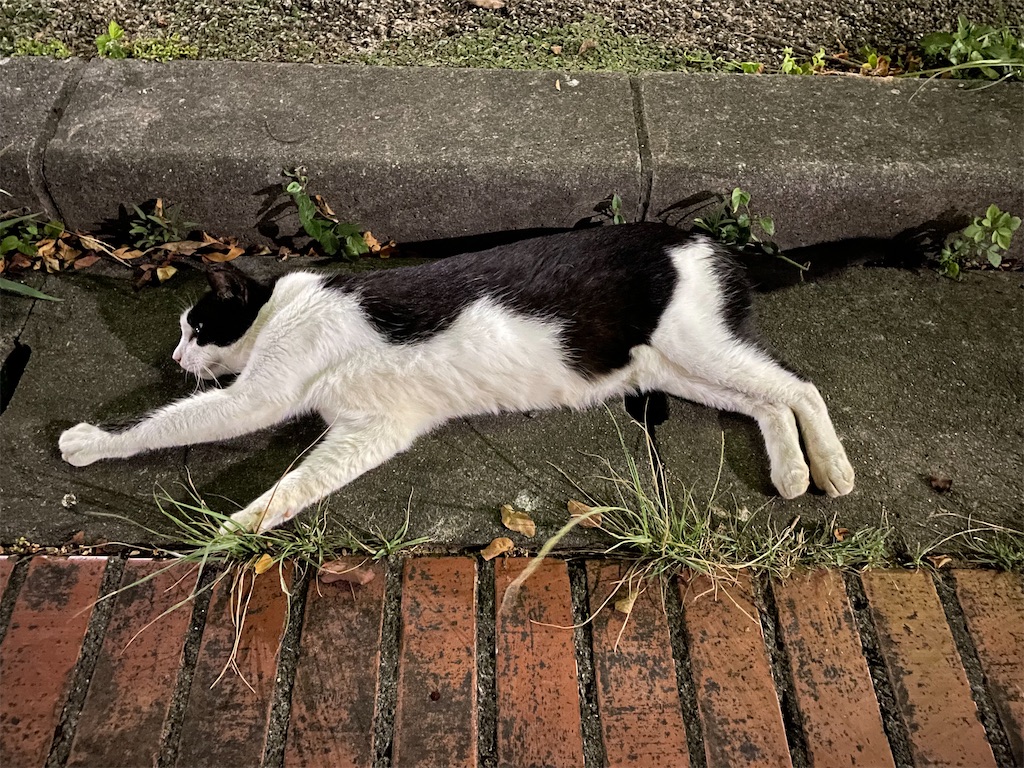 f:id:piyo-emon:20251031173722j:image