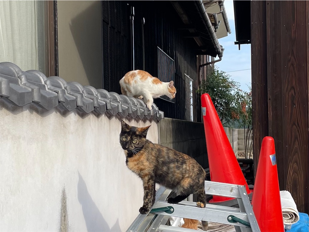 f:id:piyo-emon:20251114121051j:image