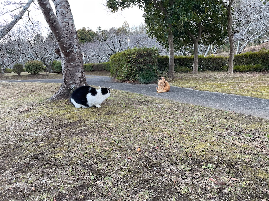 f:id:piyo-emon:20251129203953j:image