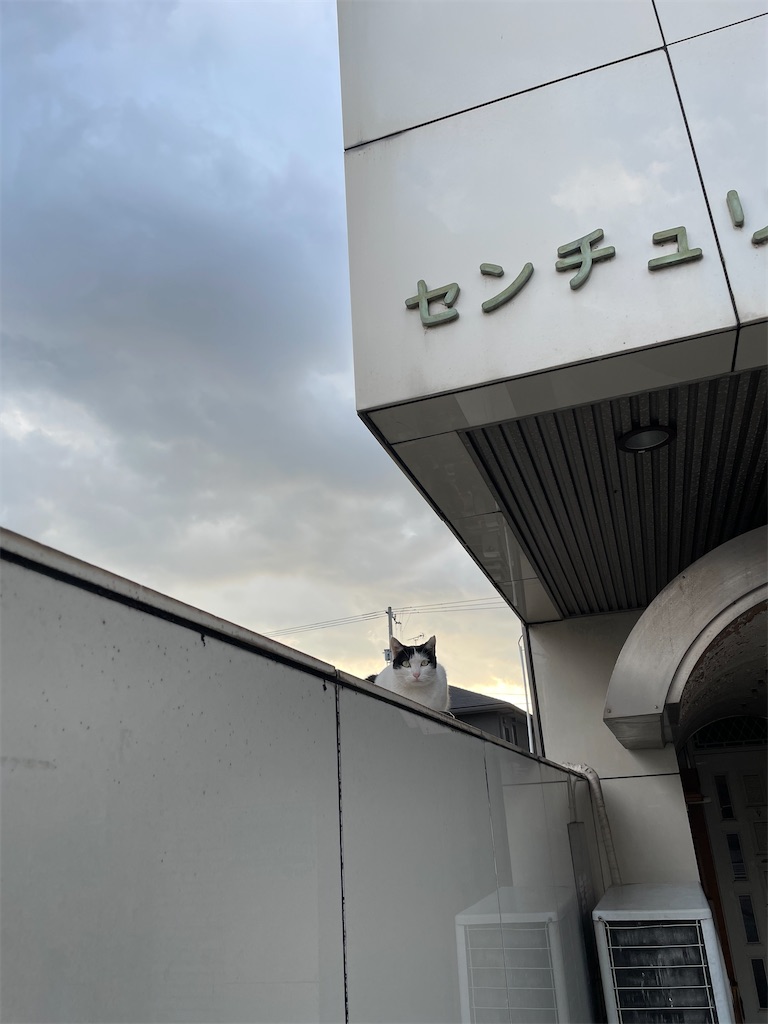 f:id:piyo-emon:20251209223954j:image