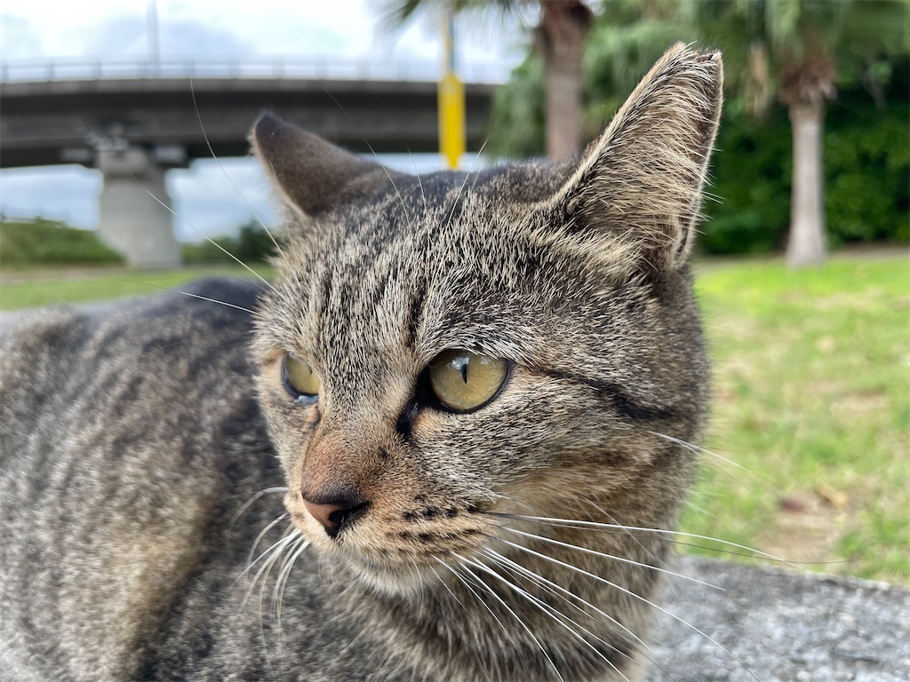 f:id:piyo-emon:20251214192852j:image f:id:piyo-emon:20251214192852j:image
