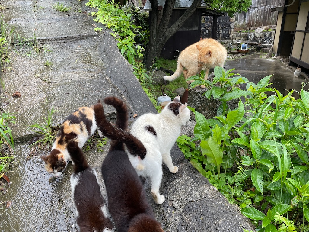 f:id:piyo-emon:20260509221514j:image f:id:piyo-emon:20260509221514j:image