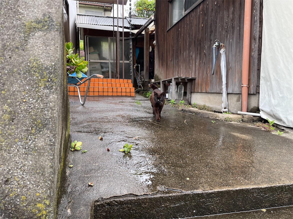 f:id:piyo-emon:20260509222629j:image f:id:piyo-emon:20260509222629j:image