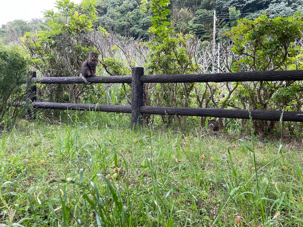 f:id:piyo-emon:20260608080054j:image