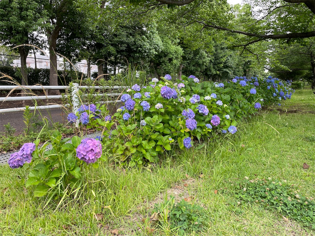 f:id:piyo-emon:20260608080109j:image