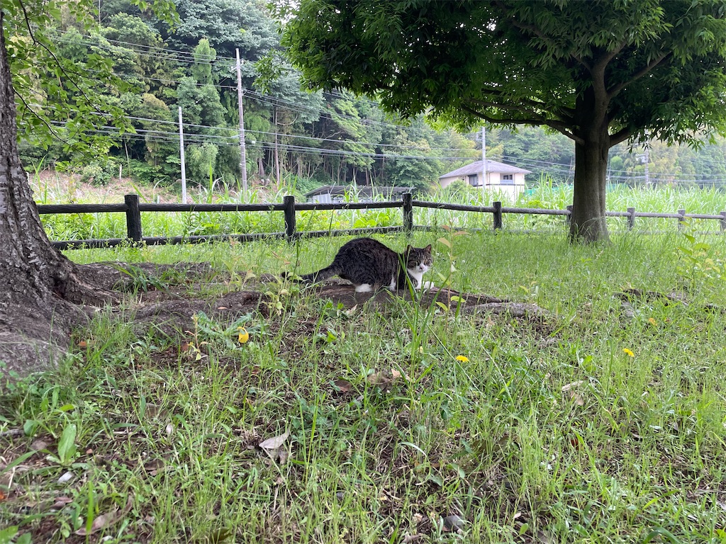 f:id:piyo-emon:20260608080113j:image