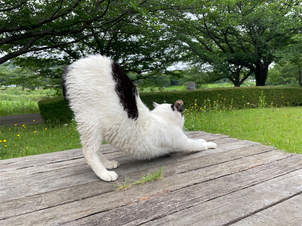 f:id:piyo-emon:20260608080123j:image