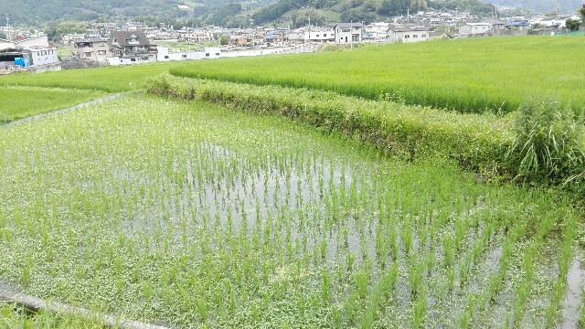 f:id:piyokoworks:20160626104251j:image