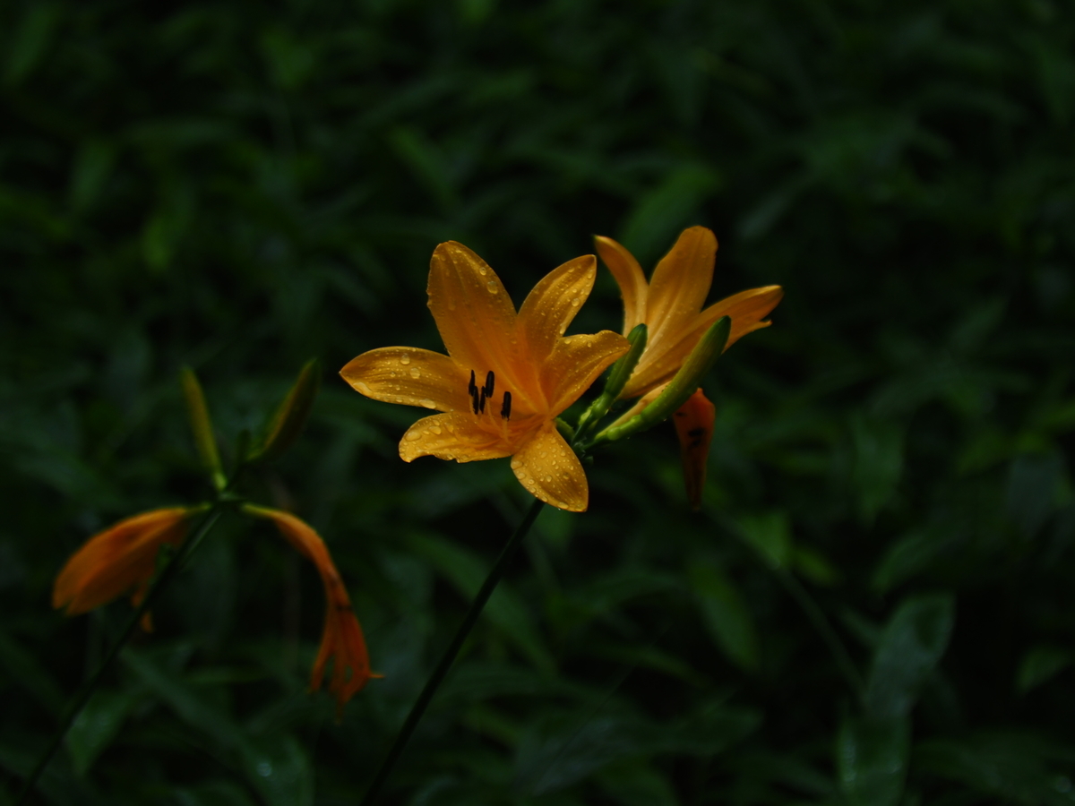 f:id:piyomori666:20200720220549j:plain