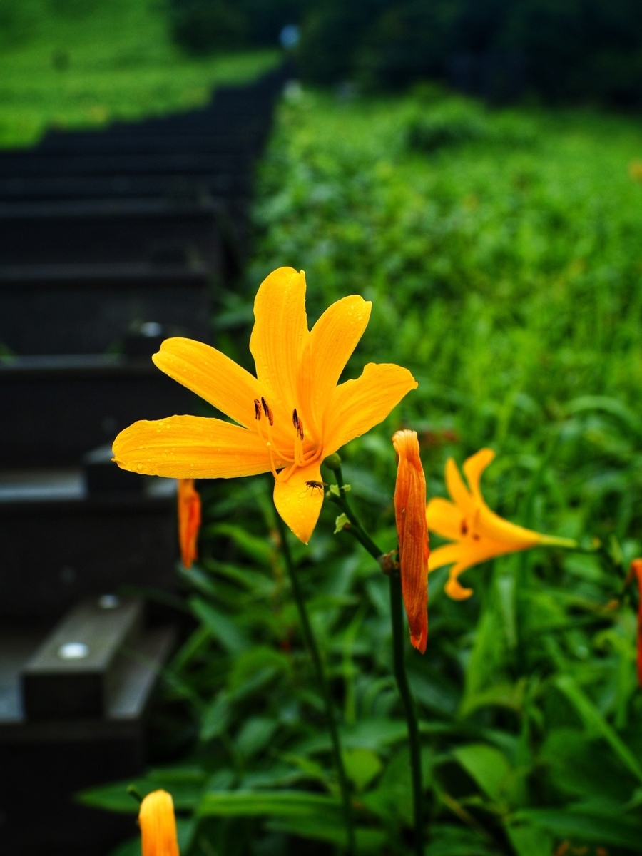 f:id:piyomori666:20200720221428j:plain
