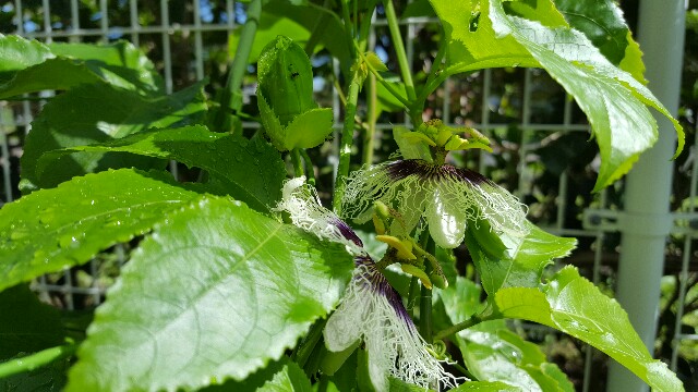 f:id:piyosuke3354:20161002160951j:image