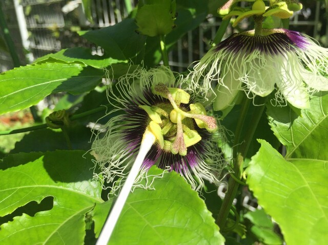 f:id:piyosuke3354:20161002161554j:image