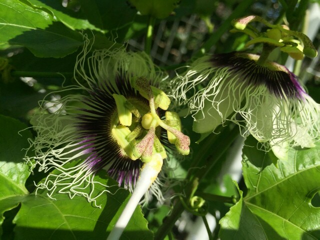 f:id:piyosuke3354:20161002161616j:image