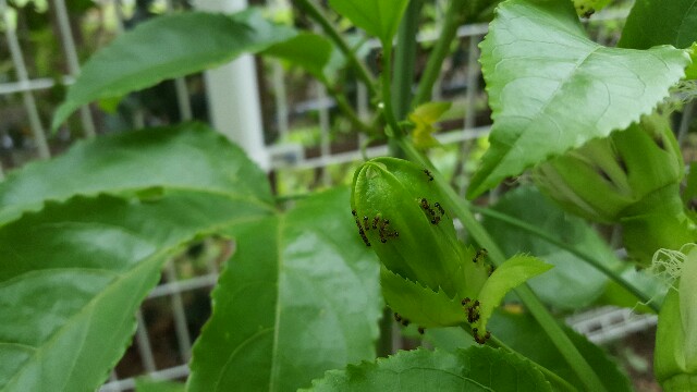 f:id:piyosuke3354:20161003095036j:image