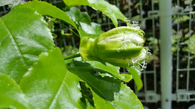 f:id:piyosuke3354:20161003095115j:image