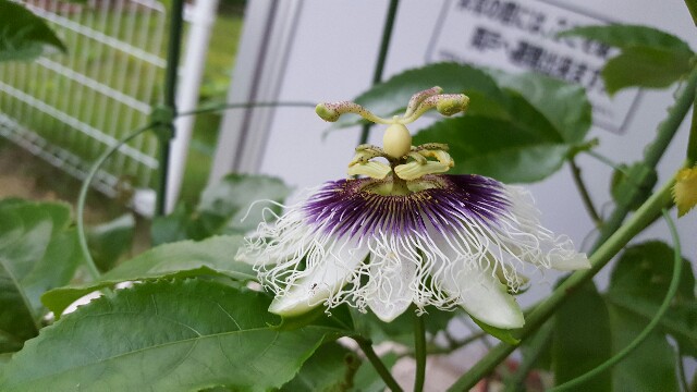 f:id:piyosuke3354:20161006175327j:image