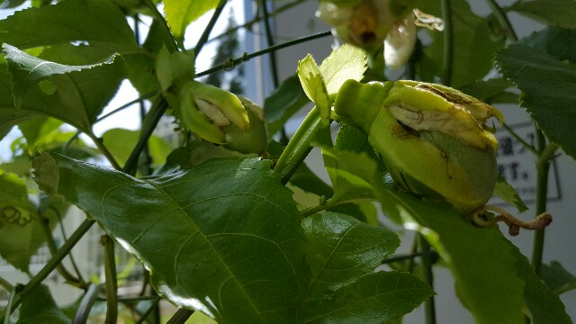 f:id:piyosuke3354:20161008211835j:image f:id:piyosuke3354:20161008211835j:image