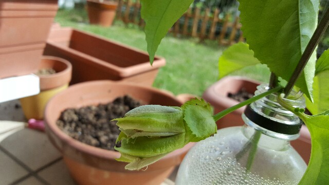 f:id:piyosuke3354:20161008212227j:image f:id:piyosuke3354:20161008212227j:image