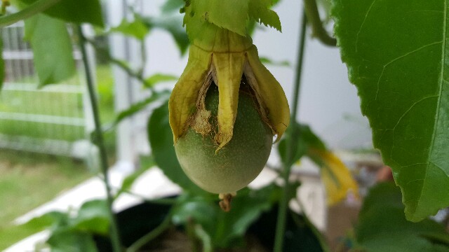 f:id:piyosuke3354:20161008212450j:image f:id:piyosuke3354:20161008212450j:image