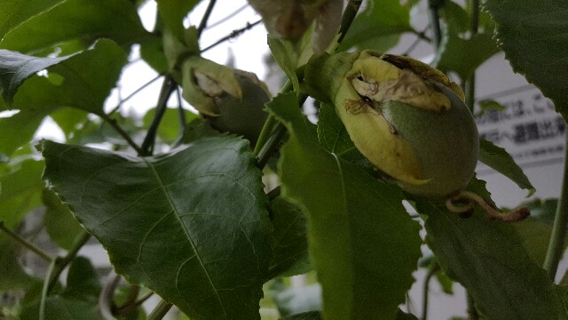 f:id:piyosuke3354:20161008212509j:image f:id:piyosuke3354:20161008212509j:image