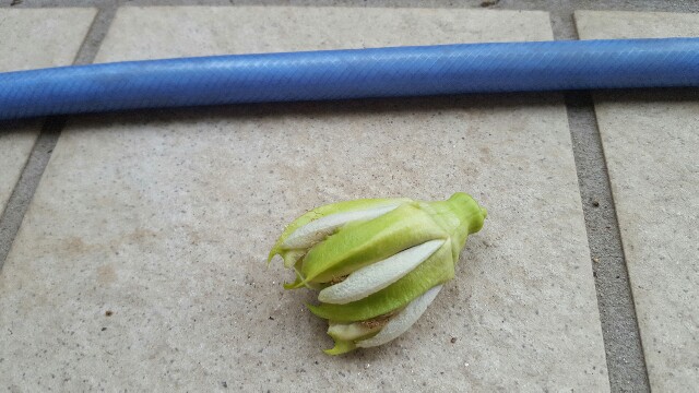 f:id:piyosuke3354:20161008212545j:image f:id:piyosuke3354:20161008212545j:image