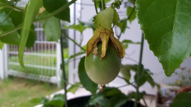 f:id:piyosuke3354:20161009210453j:image f:id:piyosuke3354:20161009210453j:image