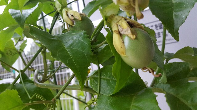 f:id:piyosuke3354:20161009210517j:image f:id:piyosuke3354:20161009210517j:image