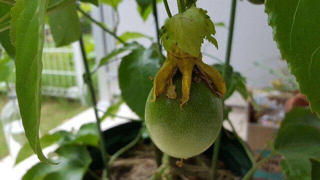 f:id:piyosuke3354:20161010122800j:image f:id:piyosuke3354:20161010122800j:image